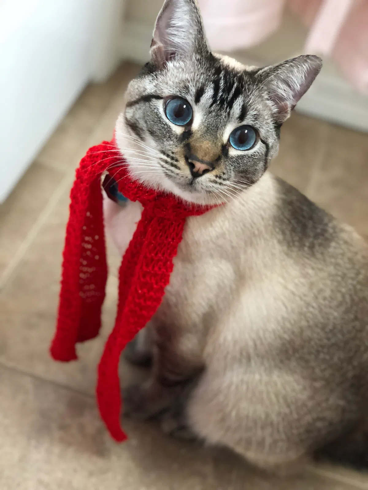 Lost cat in Bothell, WA, 98012