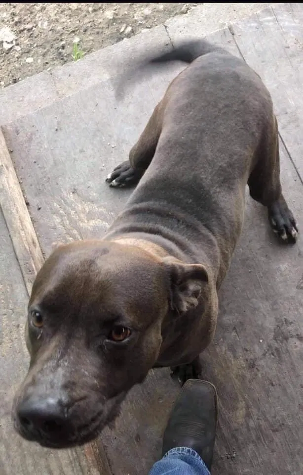 Lost dog in Pasadena, TX, 77506