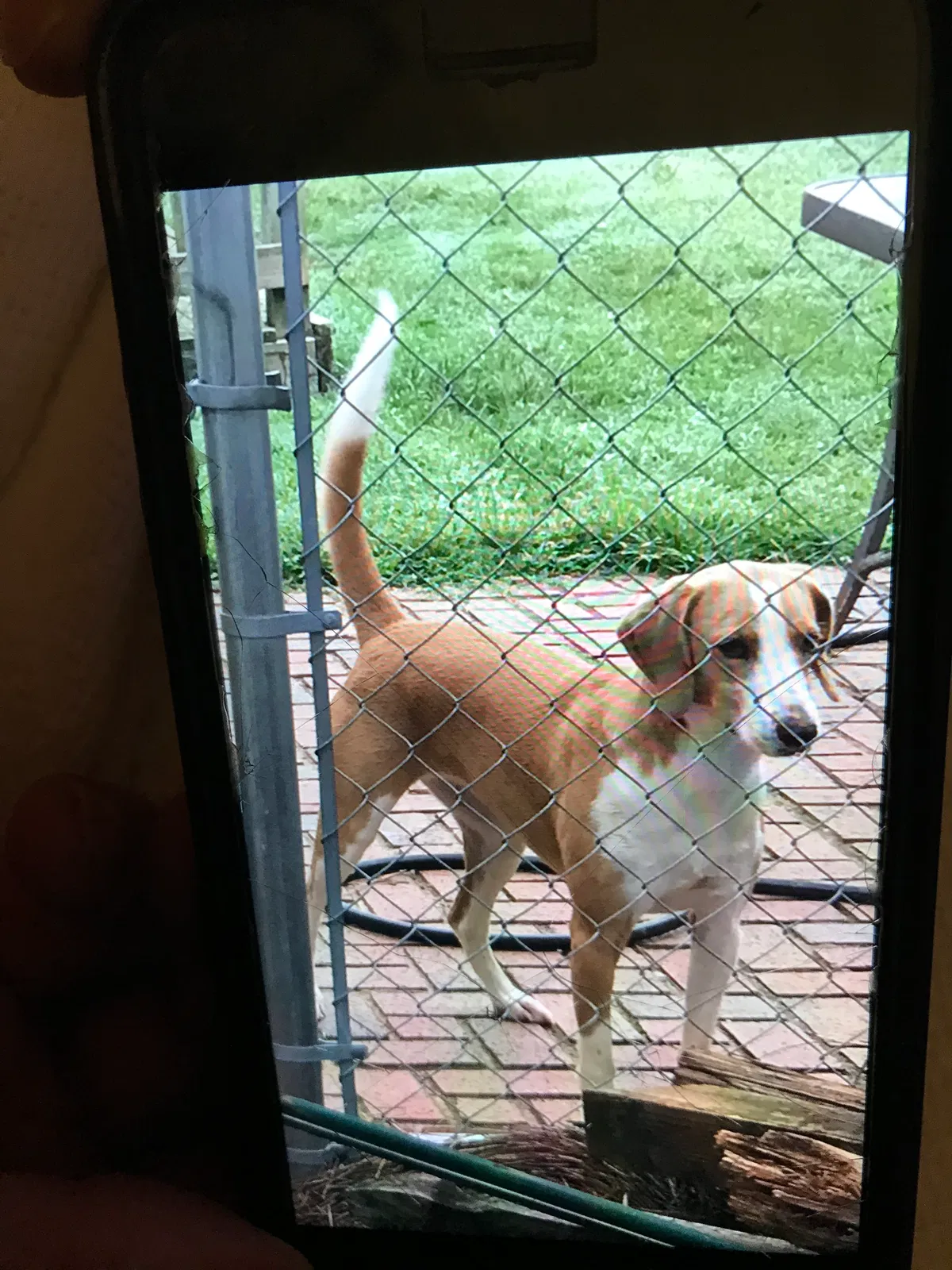 Lost dog in Inman, SC, 29349