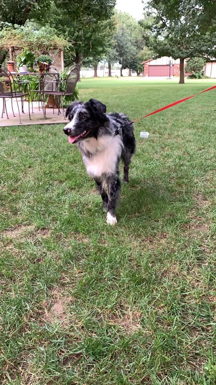 Found dog in Broken Arrow, OK, 74012