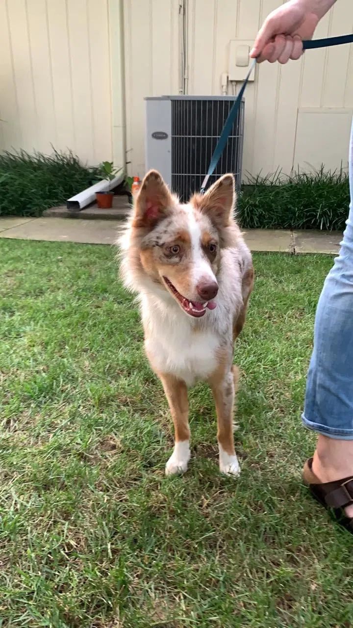 Found dog in Broken Arrow, OK, 74012