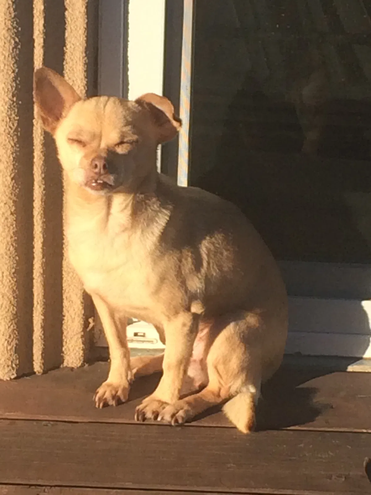 Lost dog in San Leandro, CA, 94577