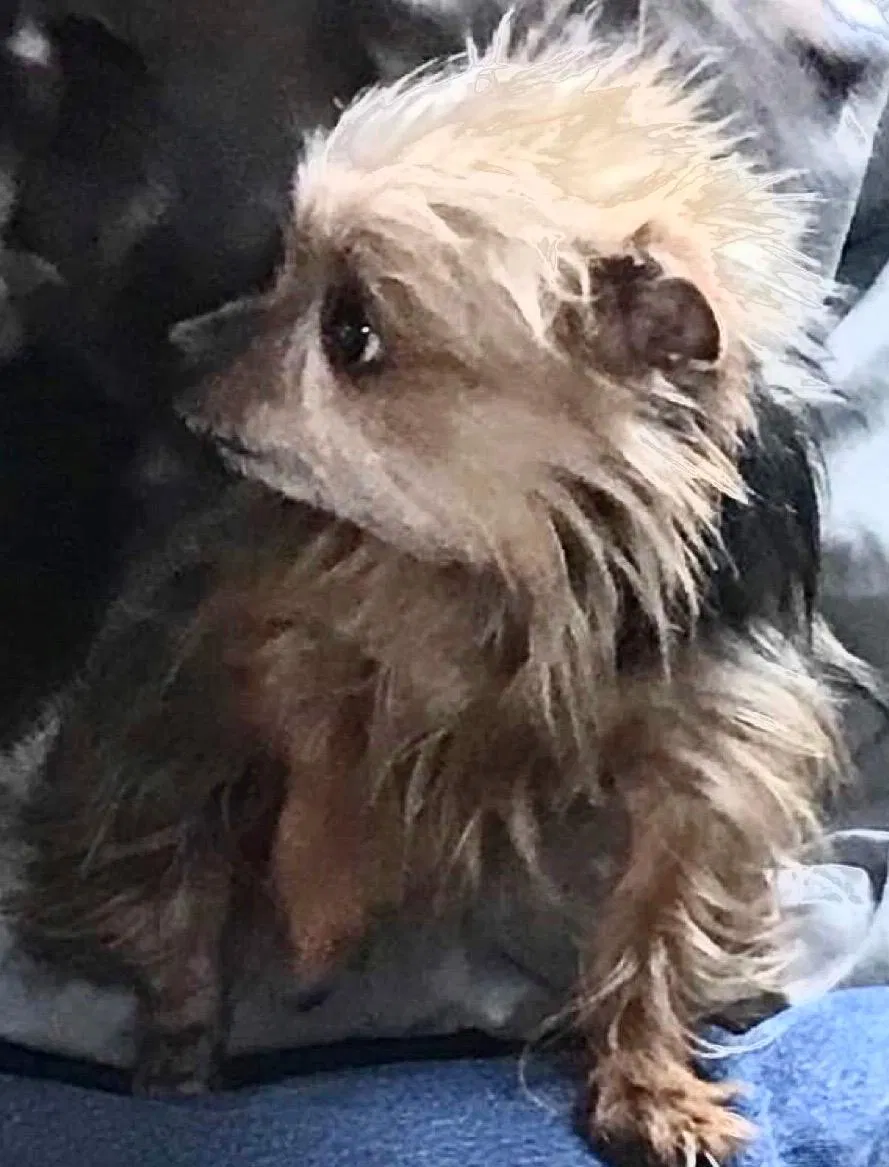 Lost dog in Coral, MI, 49322