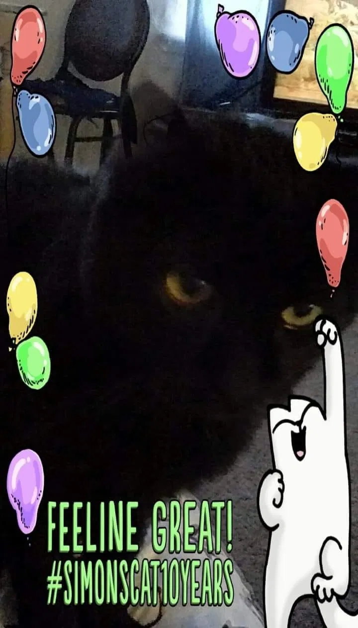 Lost cat in Great Falls, MT, 59401