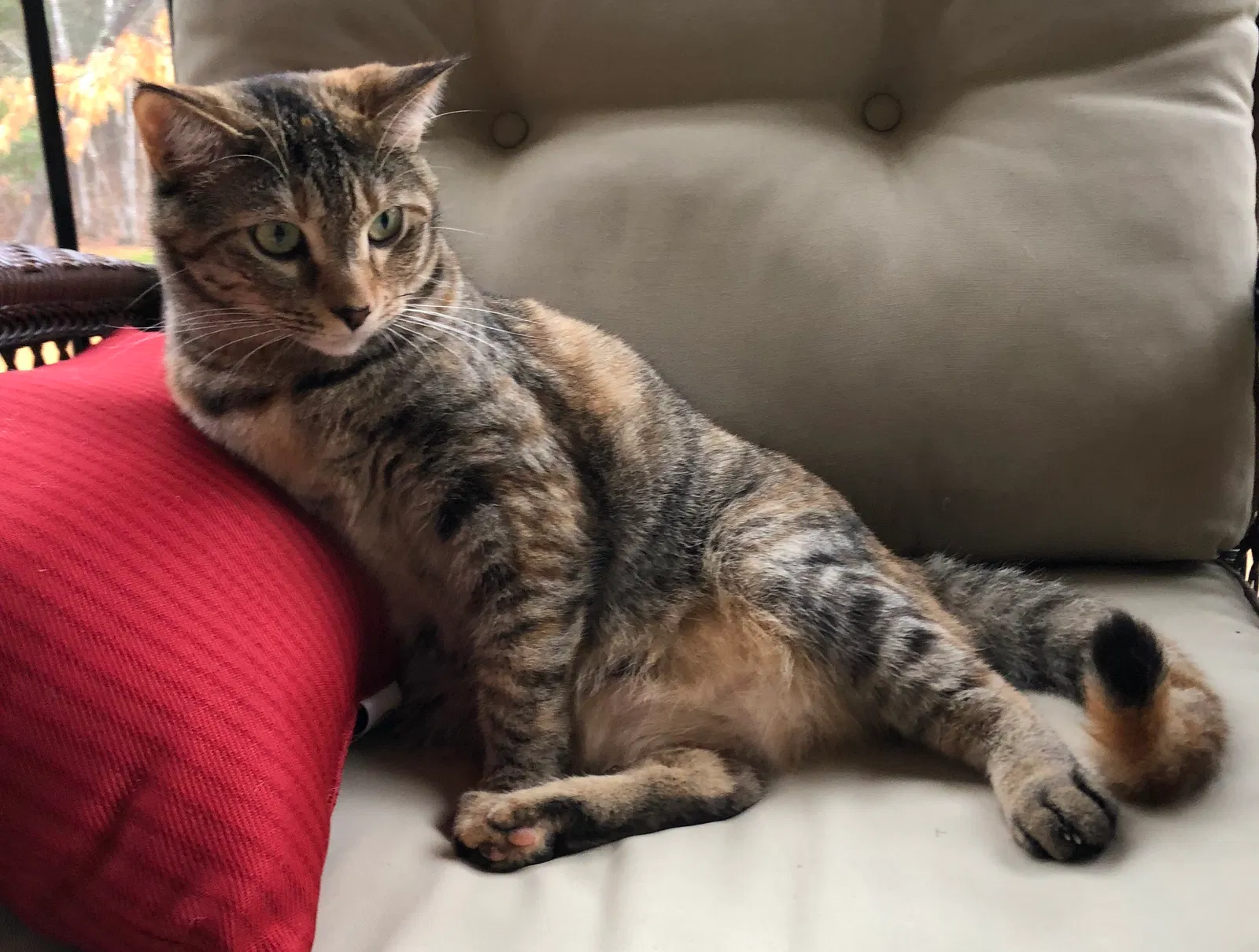 Lost cat in Chapin, SC, 29036