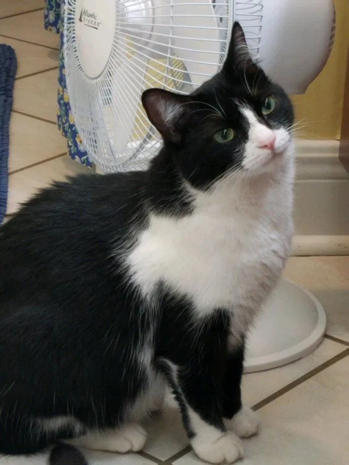 Lost cat in New Orleans, LA, 70123