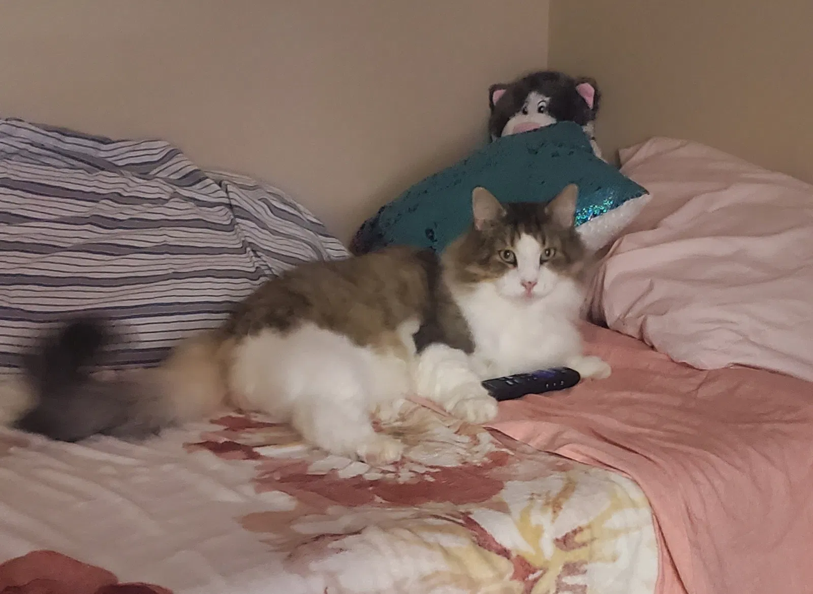 Lost cat in Springfield, MO, 65807