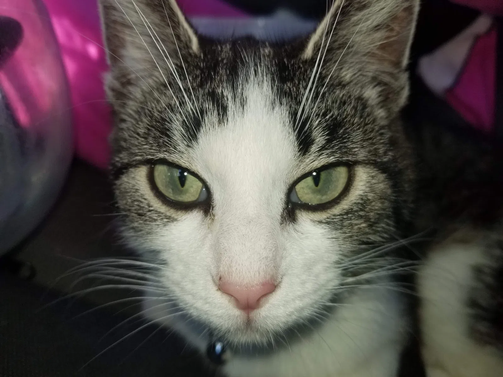 Lost cat in Marengo, OH, 43334
