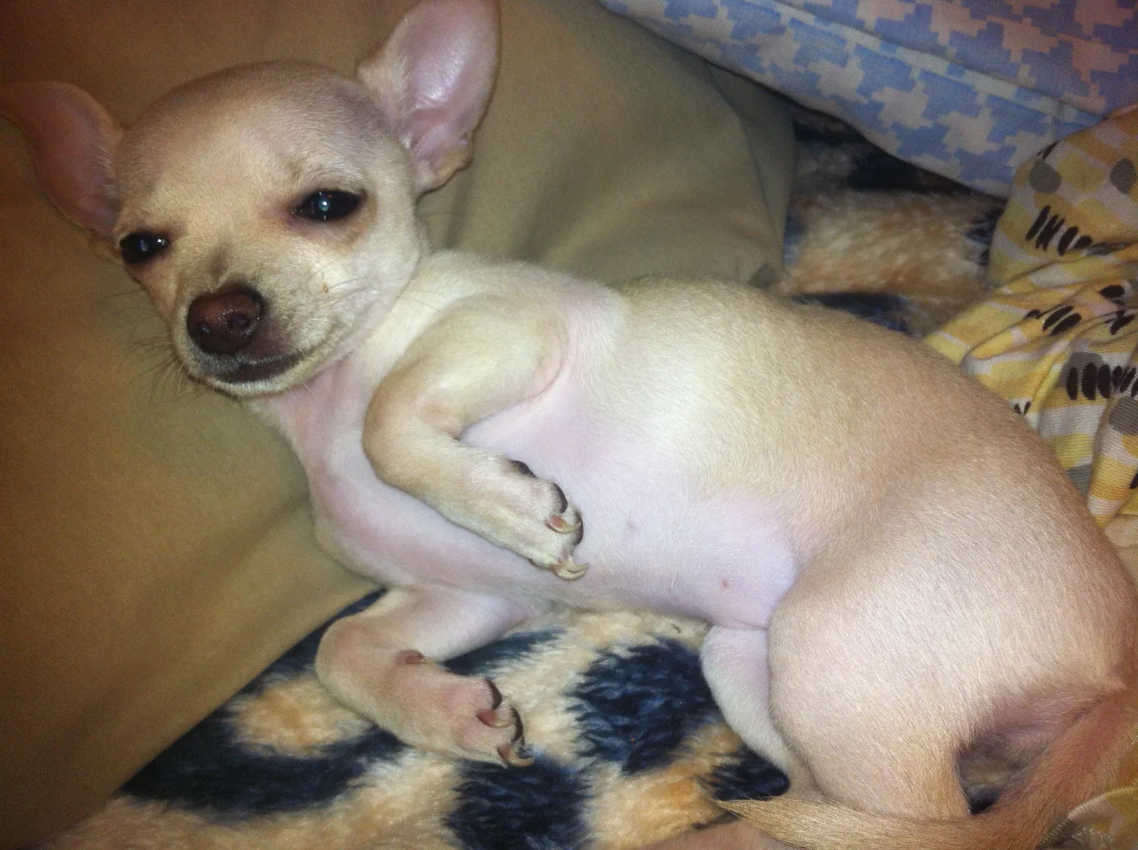 Lost dog in Abilene, TX, 79603