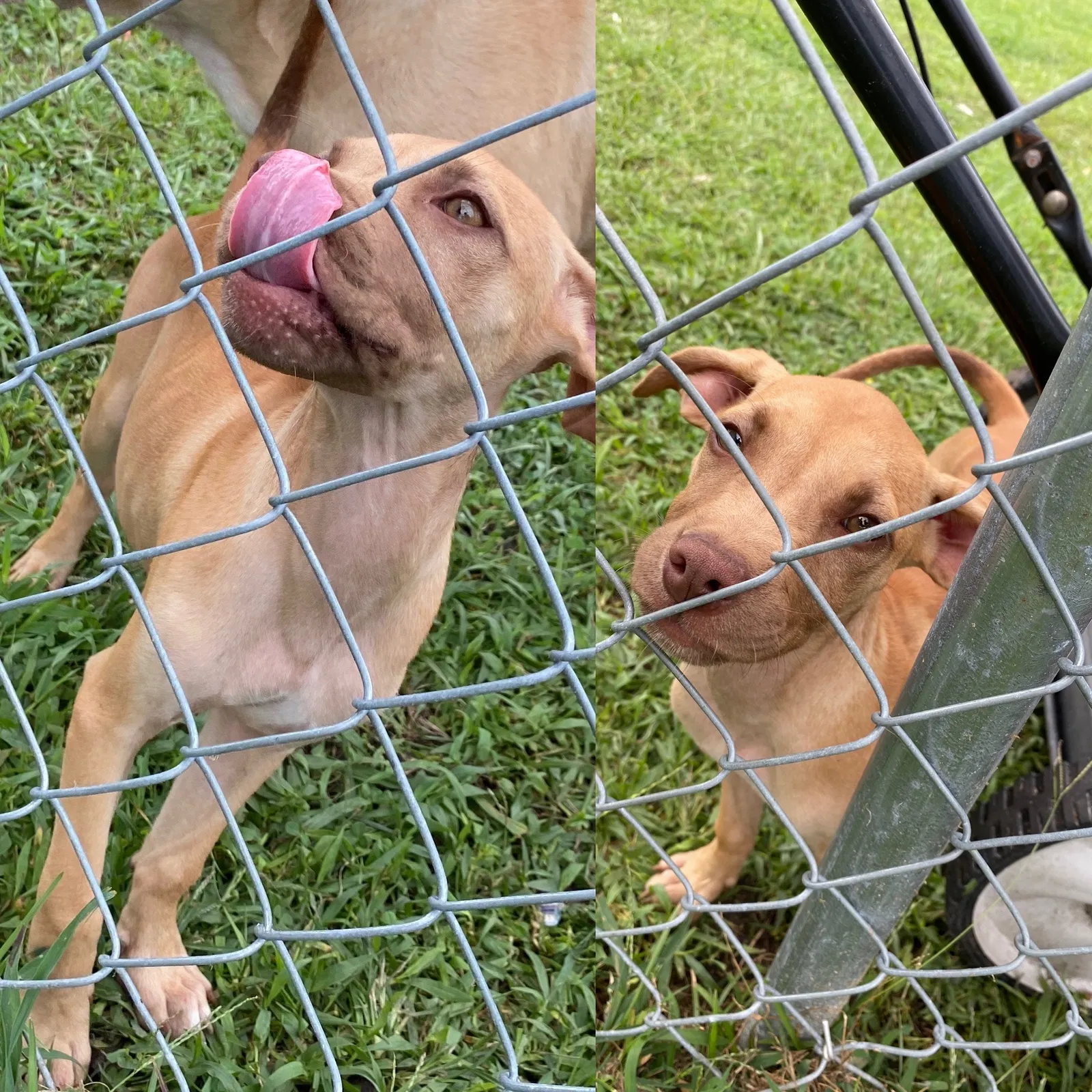 Lost dog in Hubert, NC, 28539