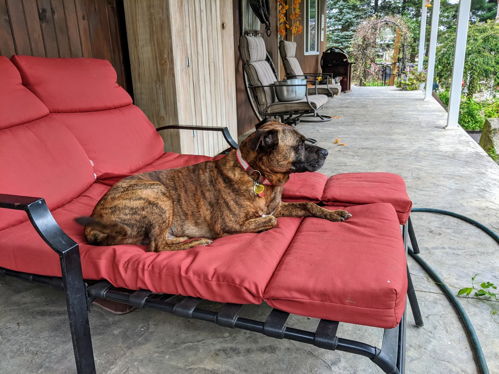 Lost dog in Cardington, OH, 43315