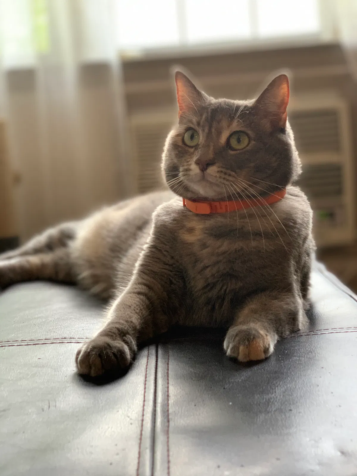 Lost cat in Wilmington, NC, 28403
