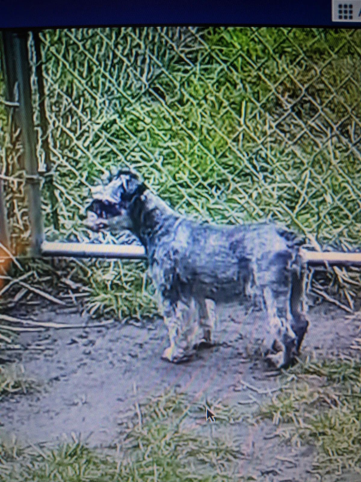 Lost dog in Burnsville, MN, 55337