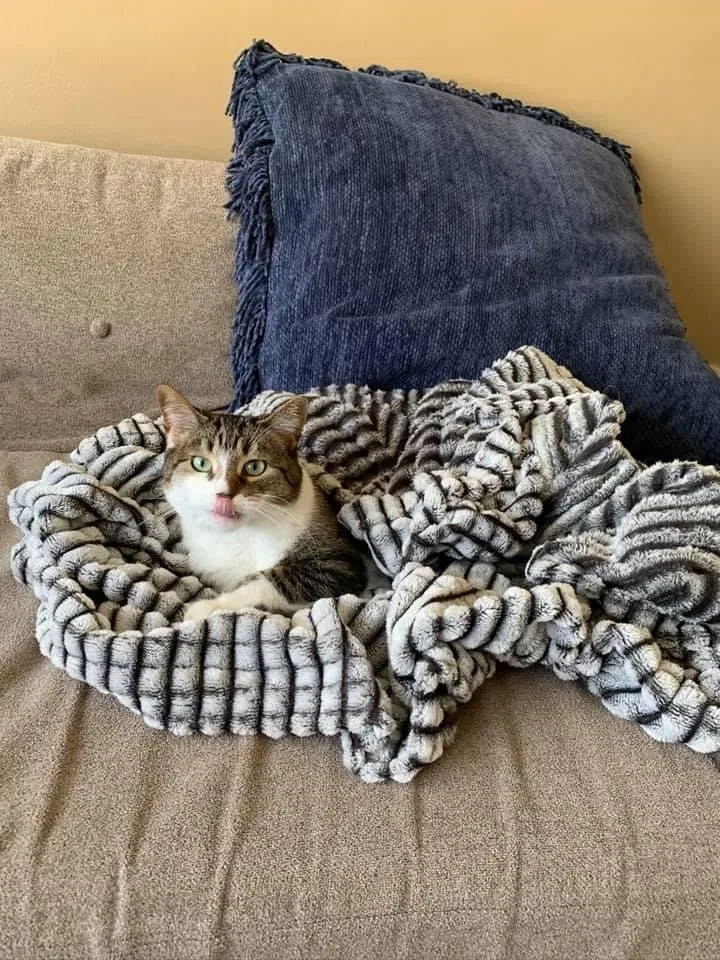 Lost cat in Rochester, MN, 55901