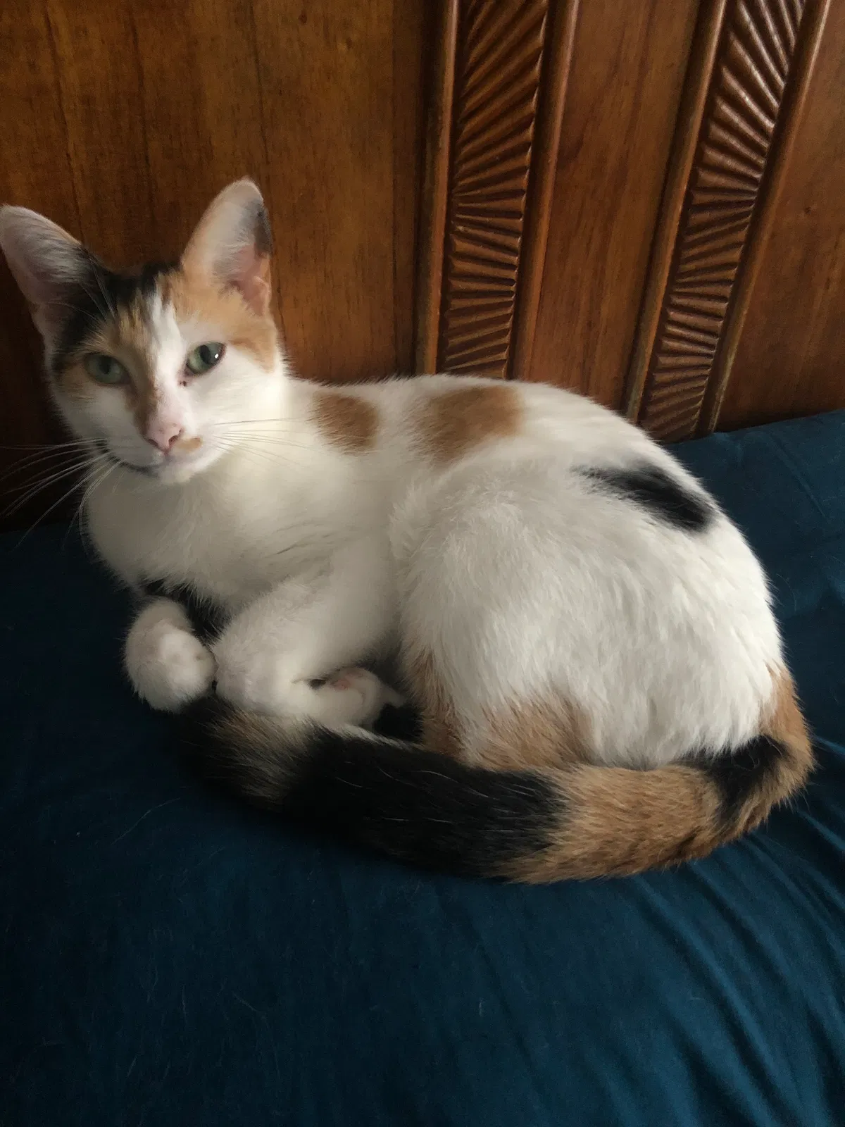 Lost cat in Tampa, FL, 33617