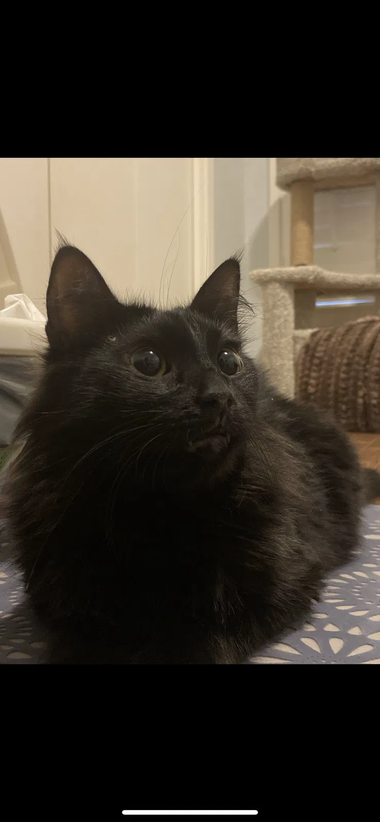 Lost cat in Mcallen, TX, 78501