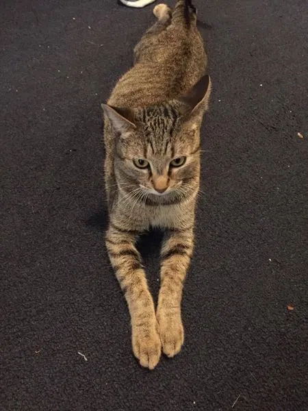 Lost cat in Knoxville, TN, 37923