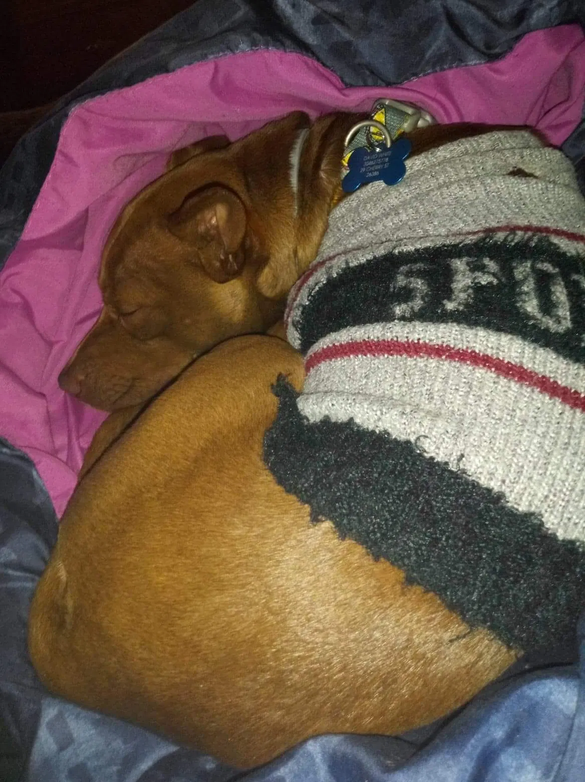 Lost dog in Lumberport, WV, 26386
