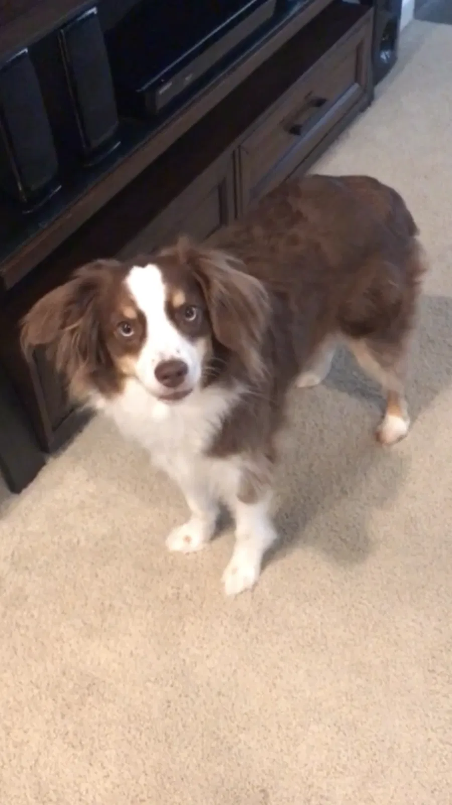 Lost dog in Marysville, WA, 98270