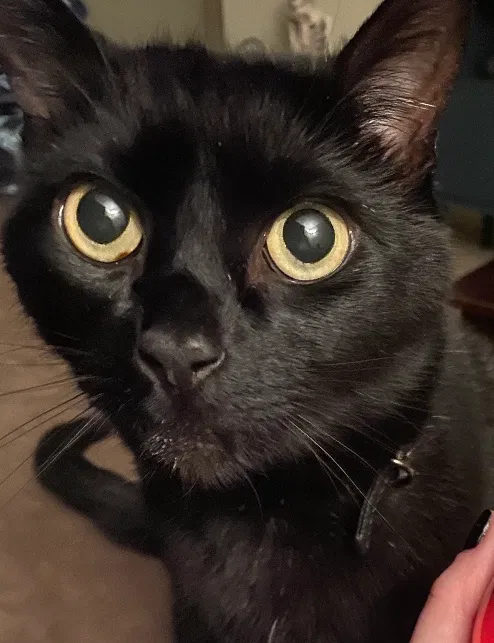Lost cat in Elizabethtown, KY, 42701