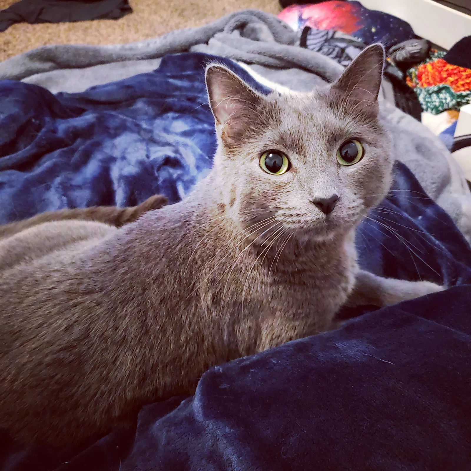 Lost cat in Kissimmee, FL, 34747