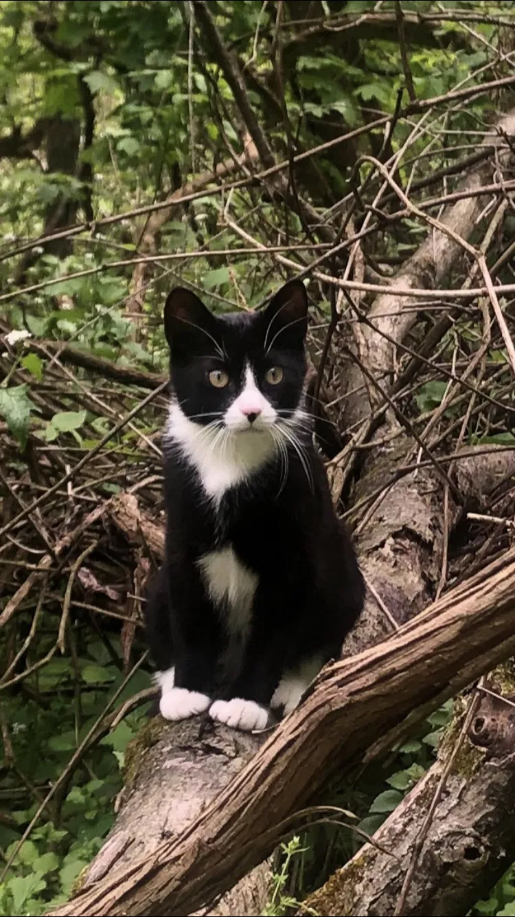 Lost cat in Pittsburgh, PA, 15235