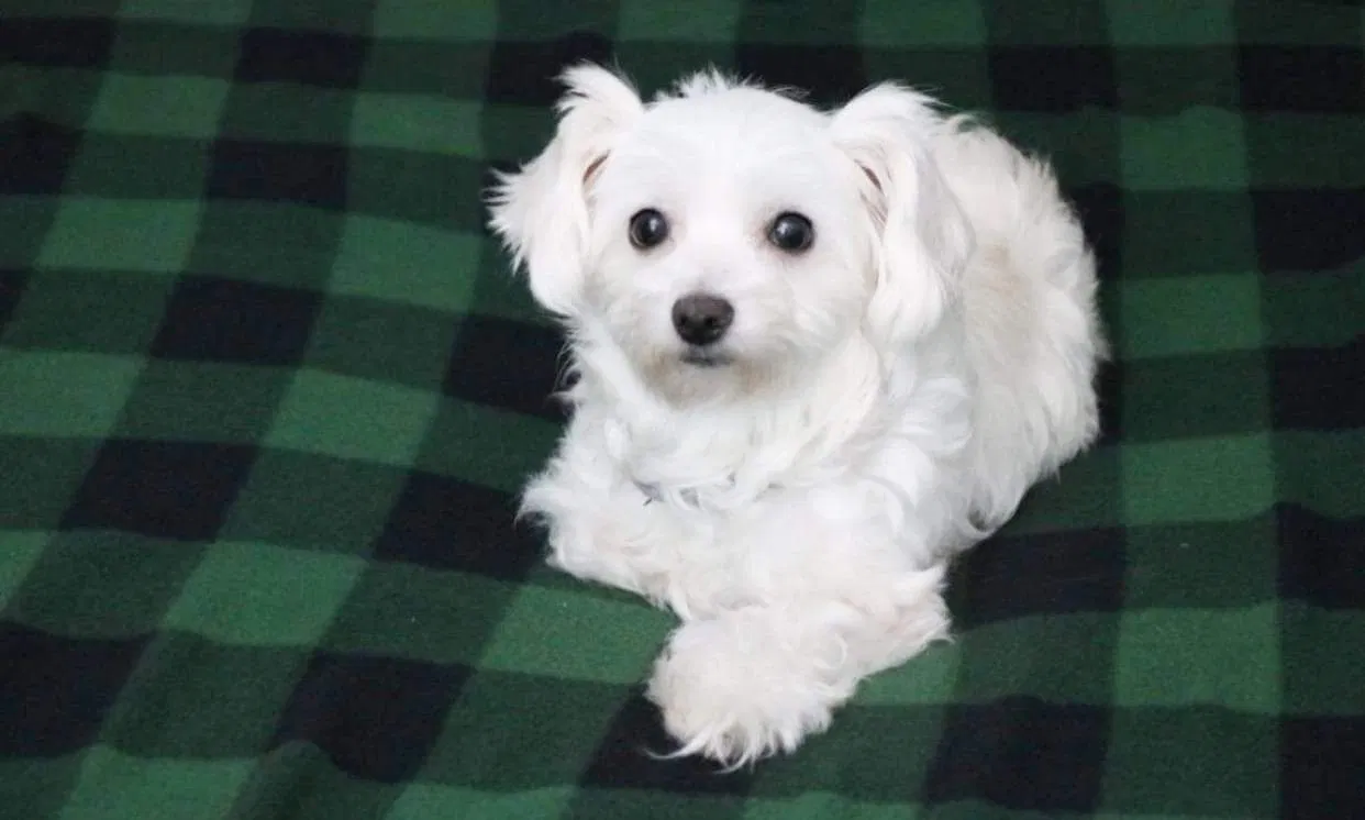 Lost dog in Brownsville, TX, 78520