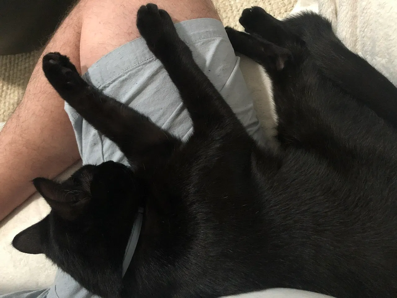 Lost cat in Mount Pleasant, SC, 29466