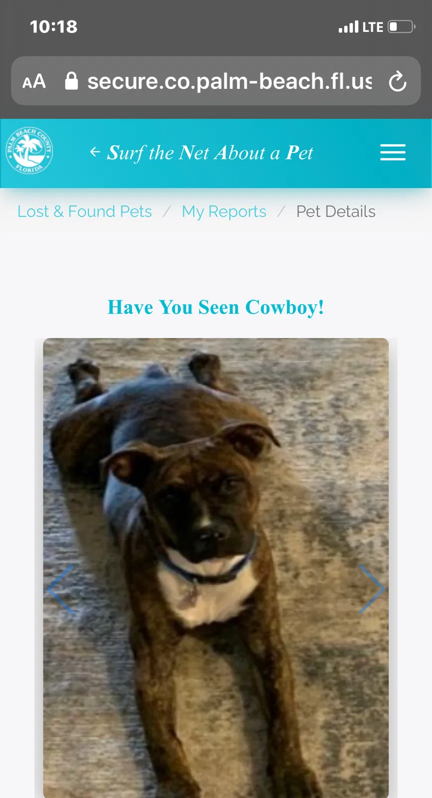 Lost dog in Wellington, FL, 33414