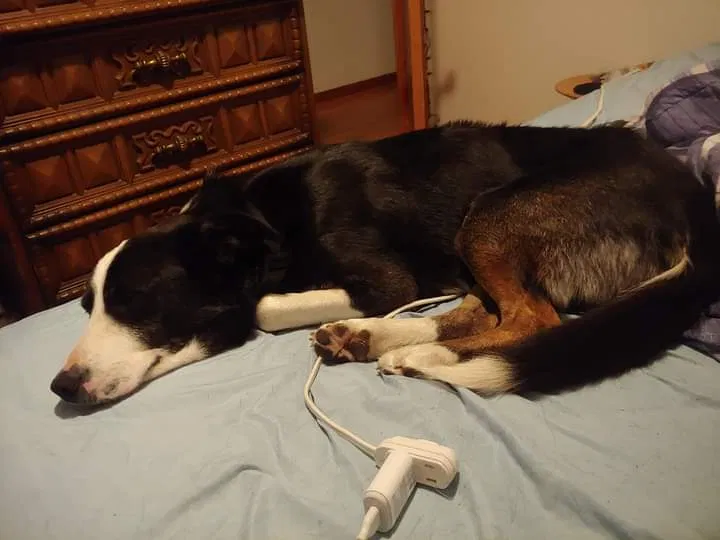 Lost dog in Tacoma, WA, 98444