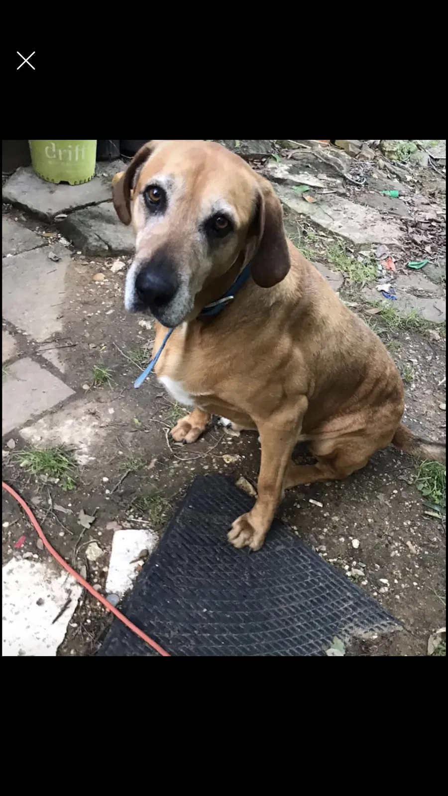 Lost dog in Bryan, TX, 77803