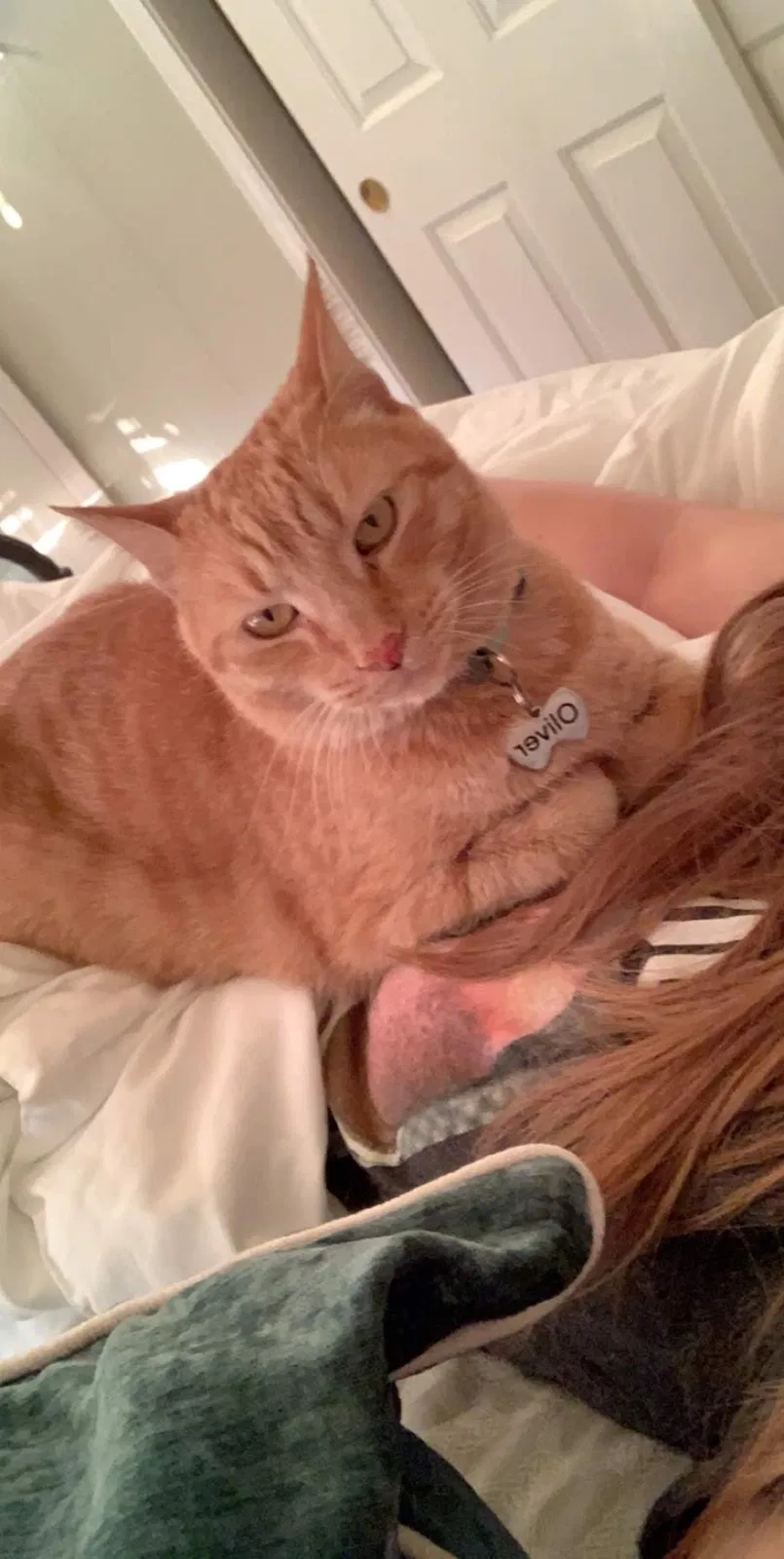 Lost cat in Vacaville, CA, 95688
