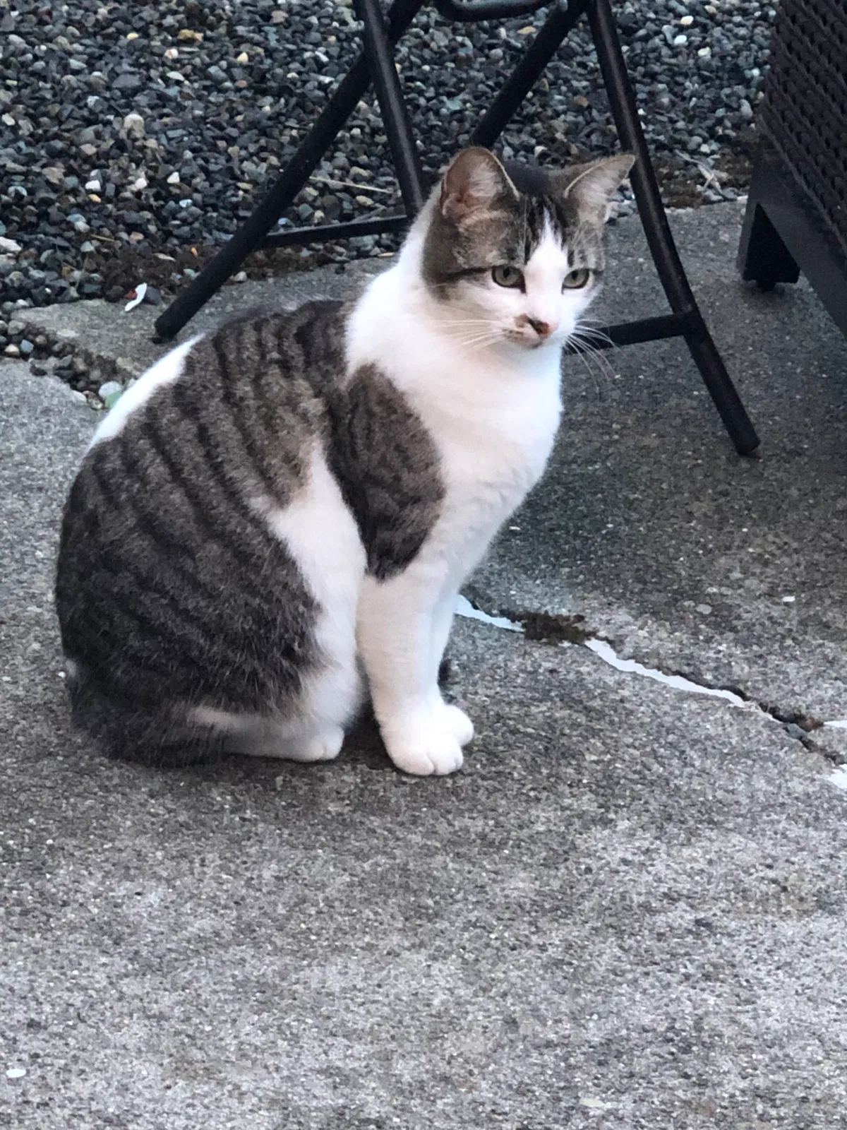 Lost cat in Tacoma, WA, 98406
