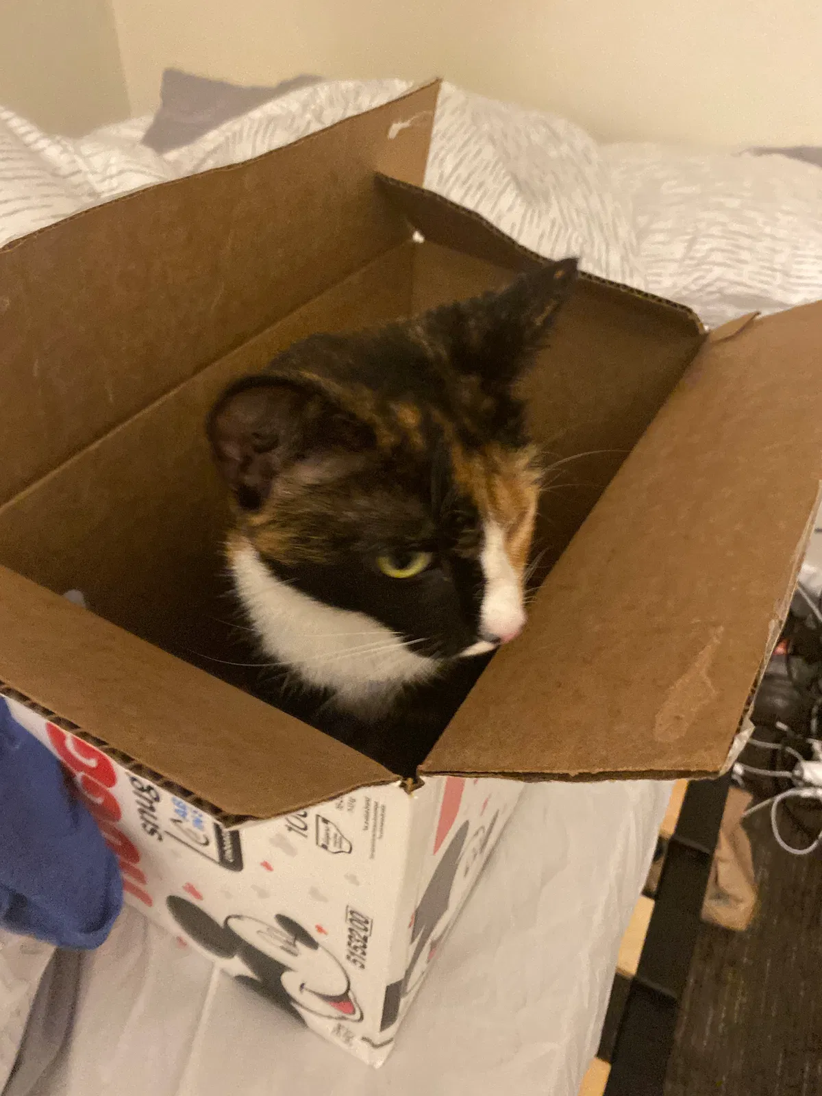 Lost cat in Winston Salem, NC, 27127