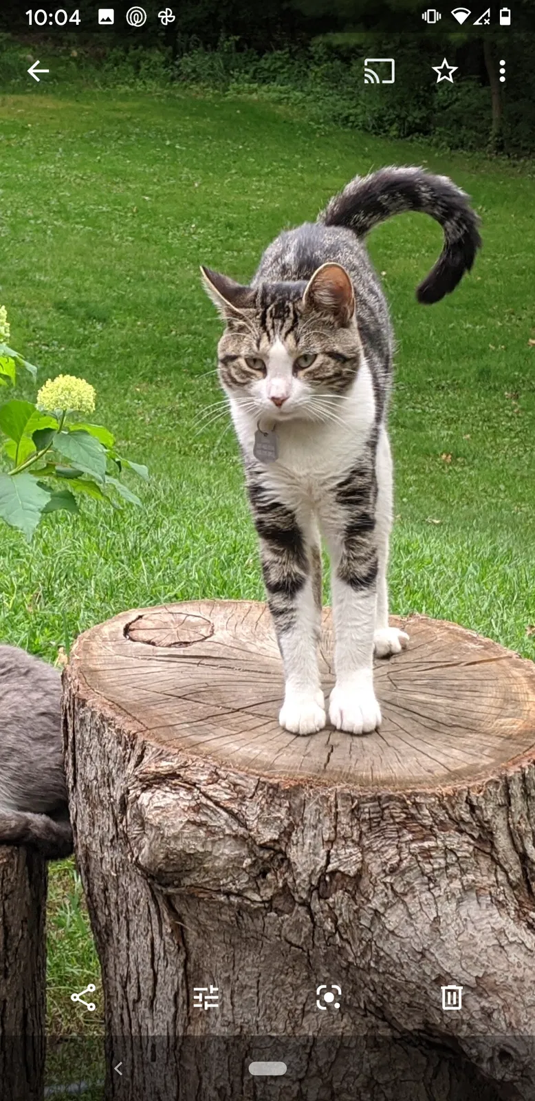 Lost cat in Lakeville, MN, 55044