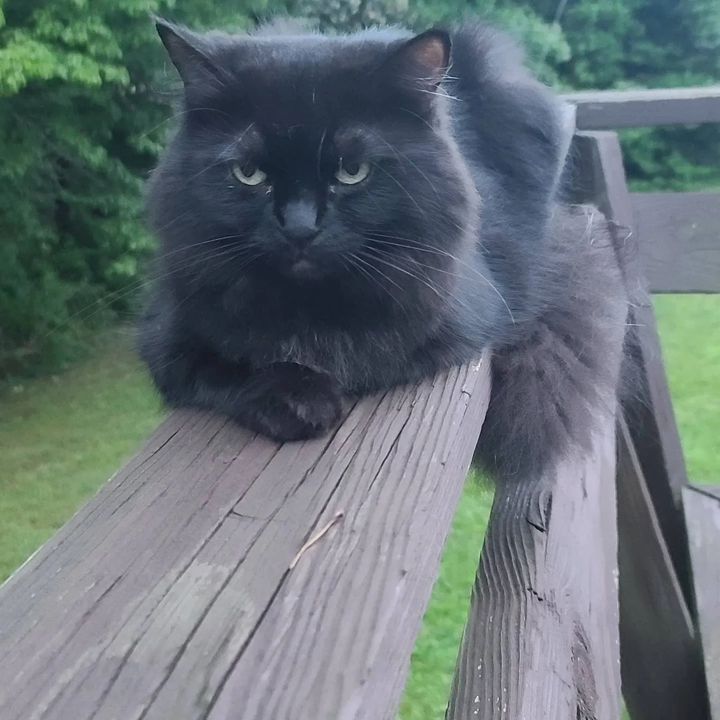 Lost cat in Meadow Bridge, WV, 25976