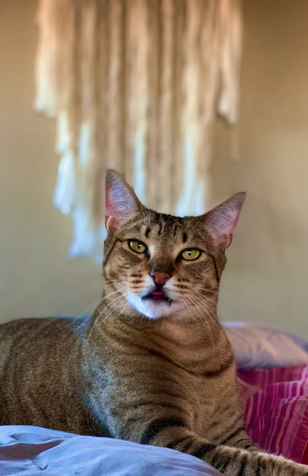 Lost cat in Spokane, WA, 99212
