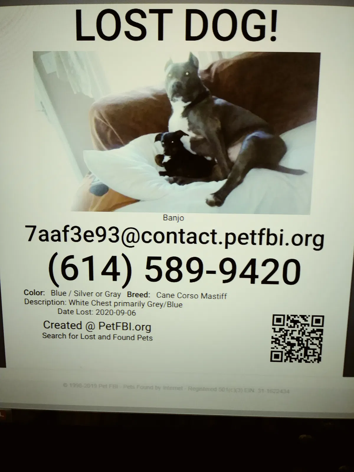 Lost dog in Columbus, OH, 43221