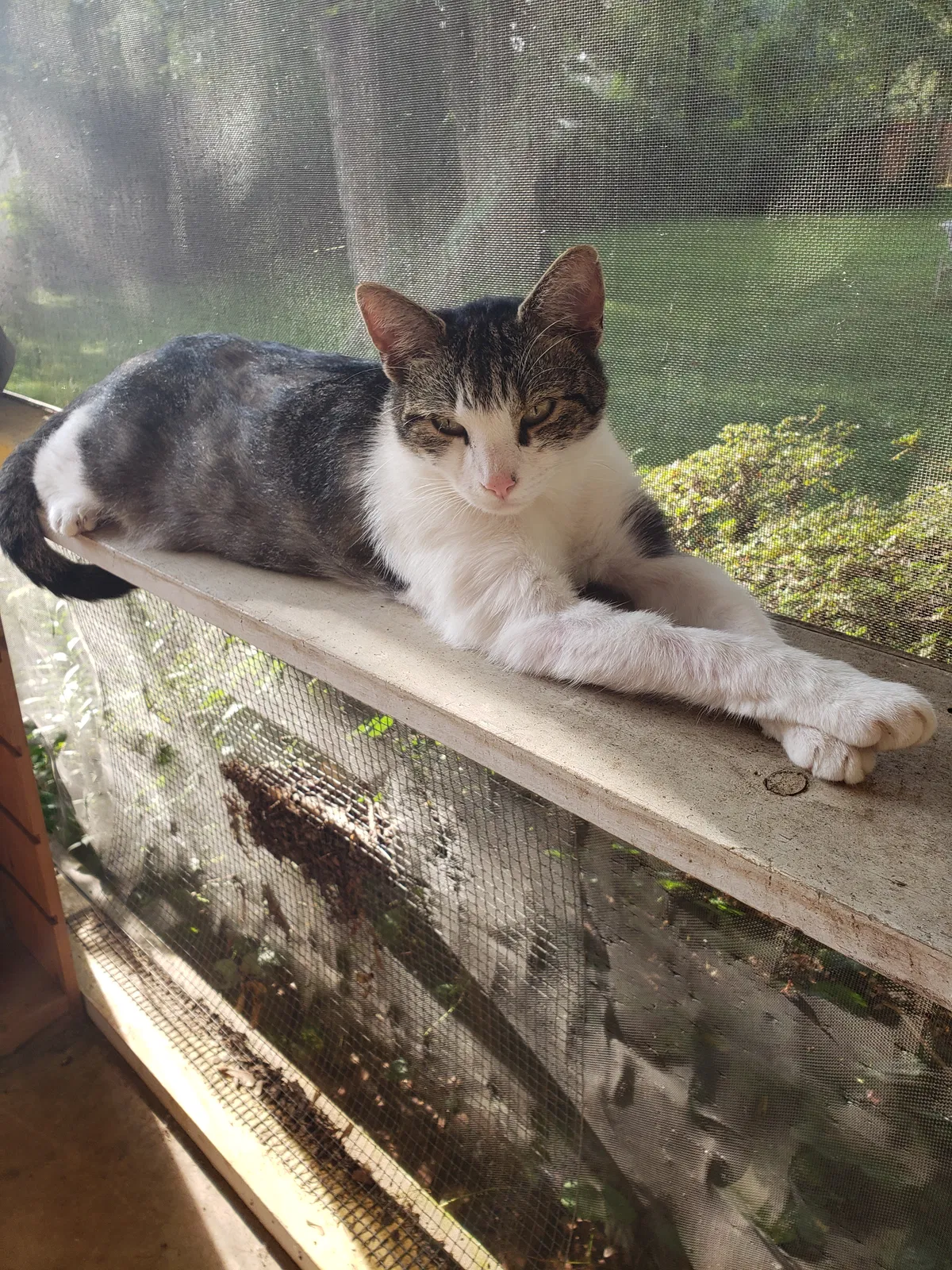 Lost cat in Greensboro, NC, 27410