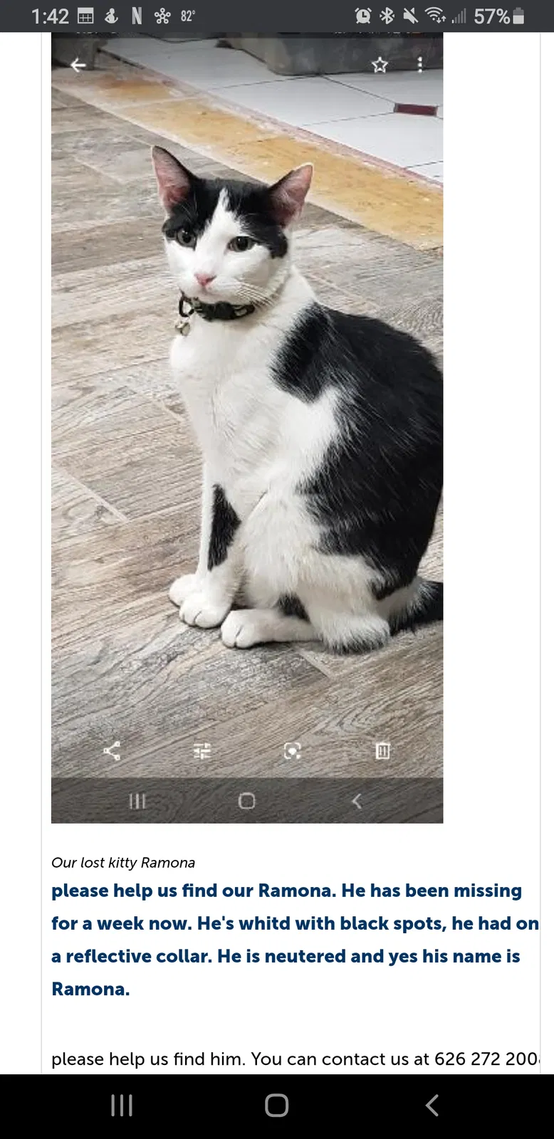 Lost cat in Montclair, CA, 91763