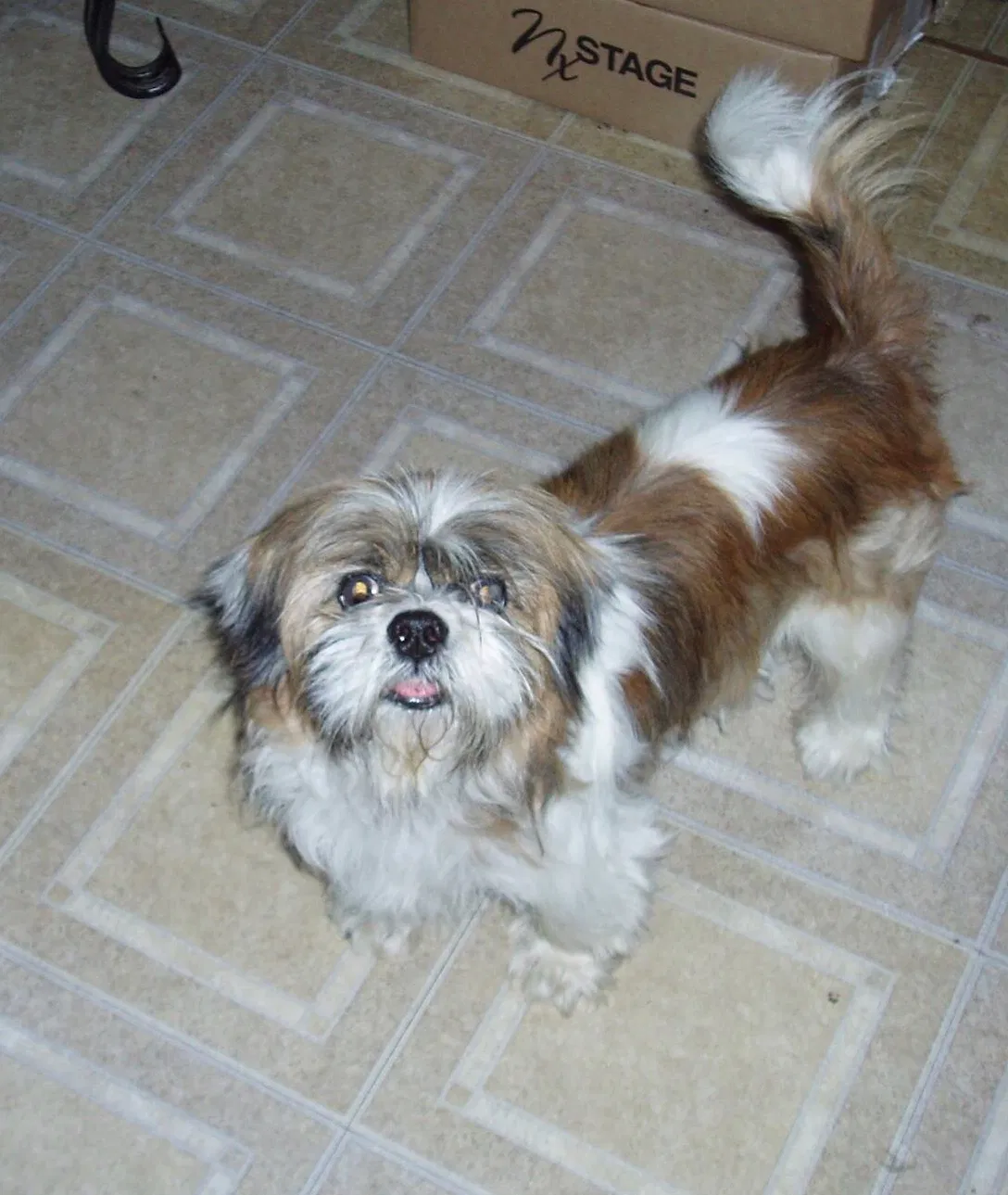Lost dog in Fort Mc Coy, FL, 32134
