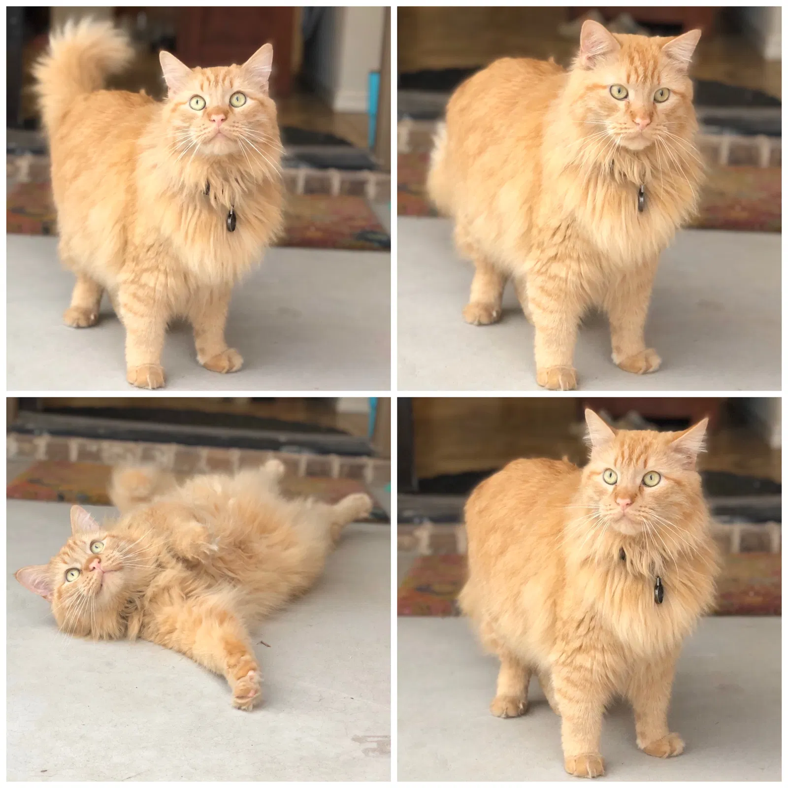 Lost cat in Midland, TX, 79701