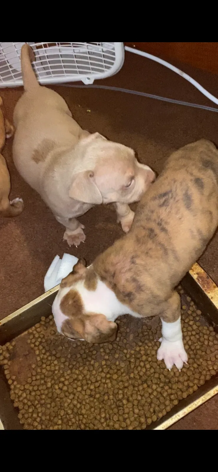 Lost dog in Pensacola, FL, 32505
