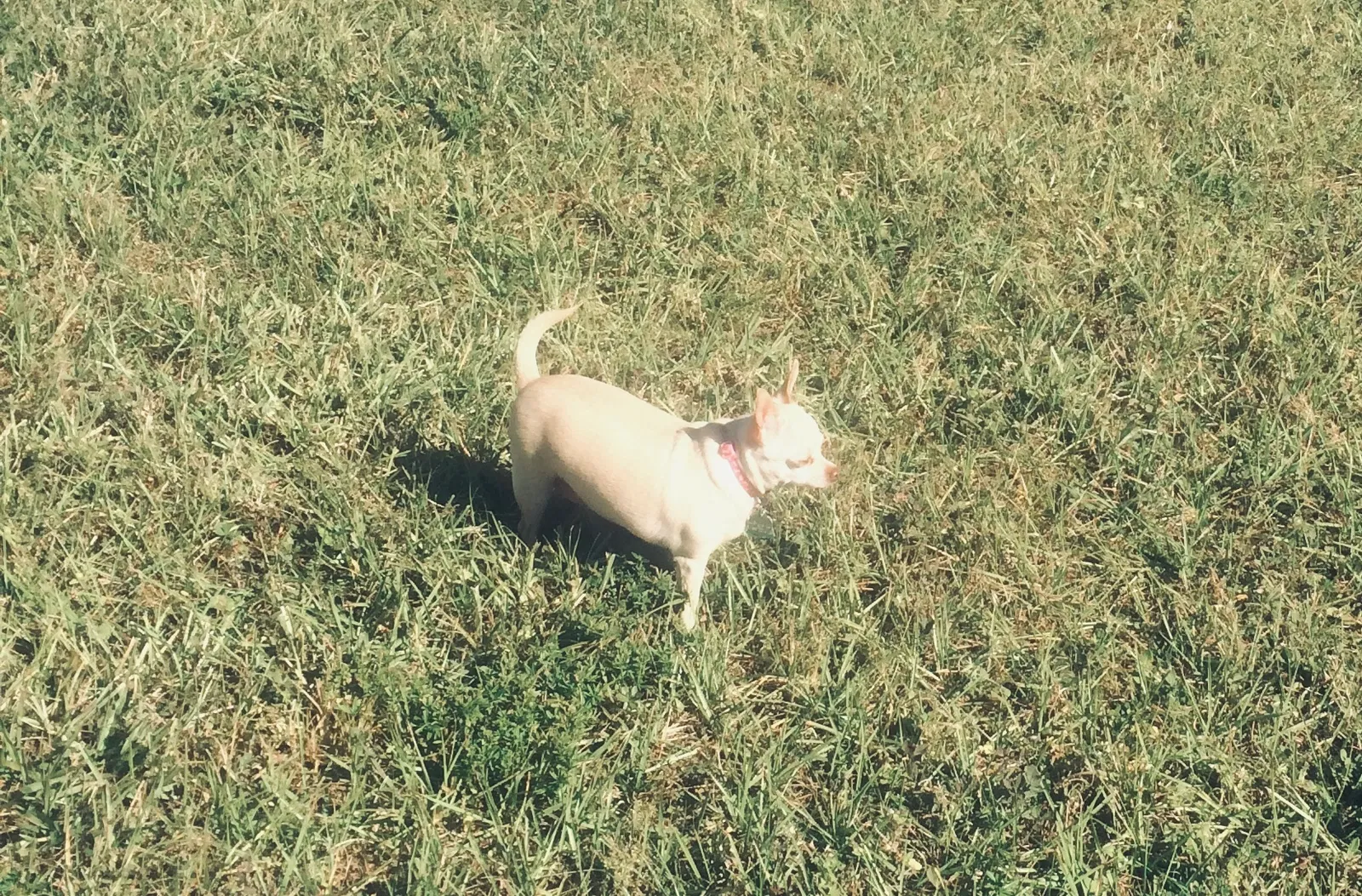 Lost dog in Palm Bay, FL, 32907