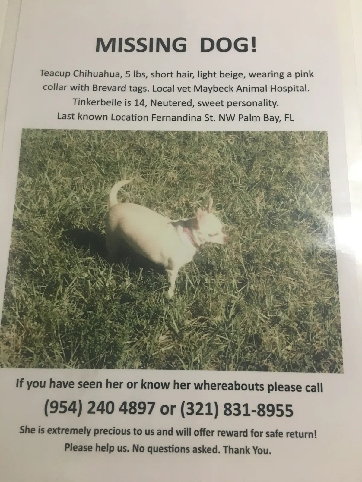 Lost dog in Fort Myers, FL, 33907