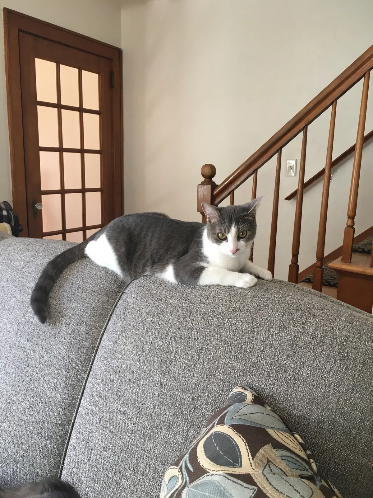 Lost cat in Grand Rapids, MI, 49505