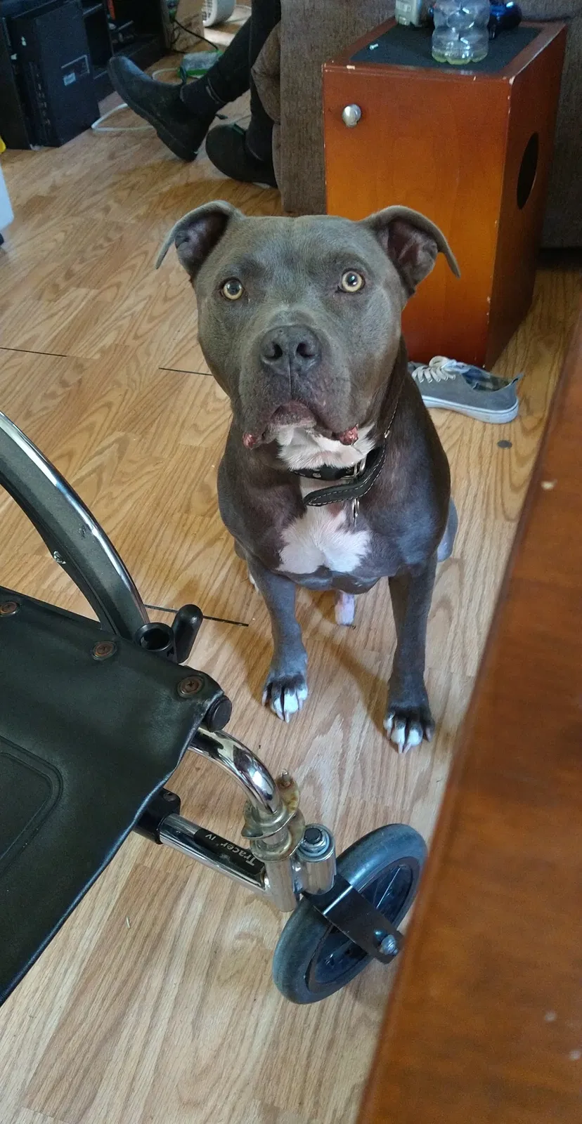 Lost dog in Tacoma, WA, 98405