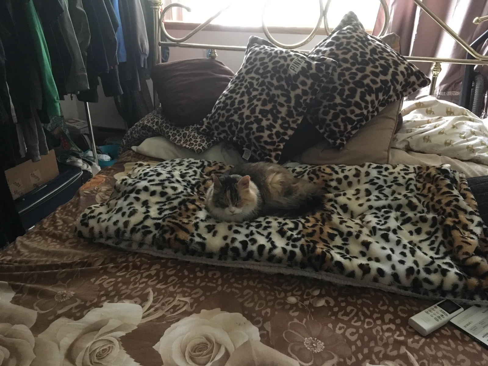Lost cat in Portland, OR, 97222
