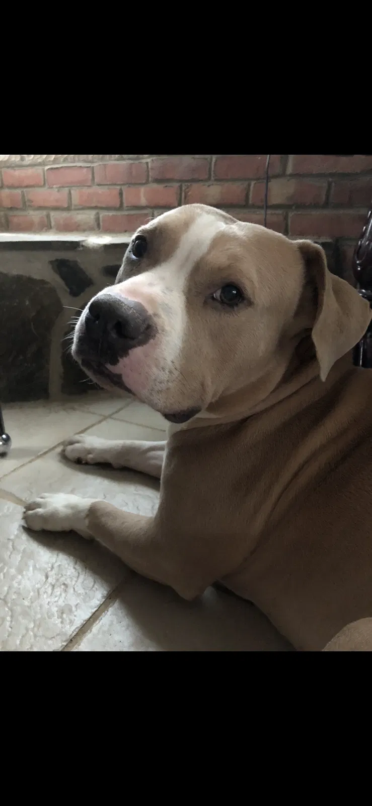 Lost dog in Churchville, VA, 24421