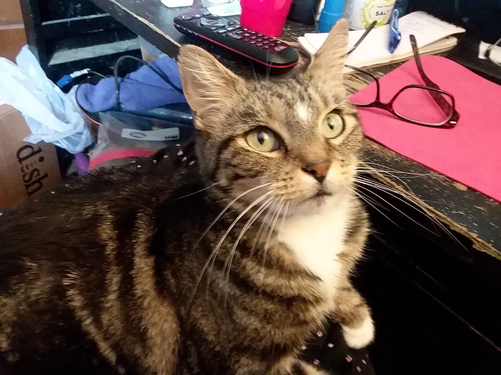 Lost cat in Wichita, KS, 67217